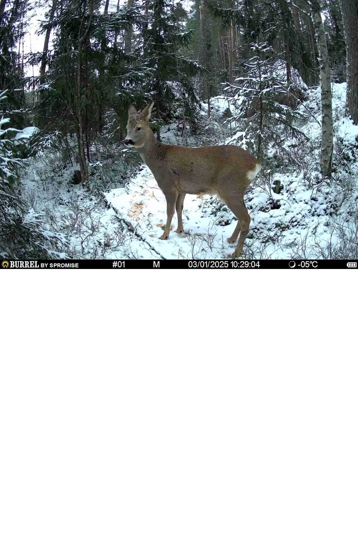 Roe Buck trail cam
